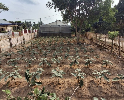 Agroforestry 4