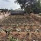 Agroforestry 4