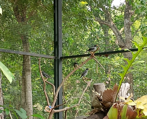 Integrasi Avifauna 4