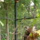 Integrasi Avifauna 4