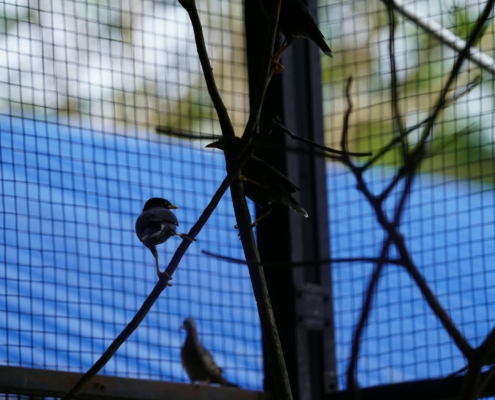 Integrasi Avifauna 7