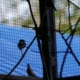 Integrasi Avifauna 7